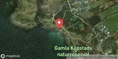 Kohagen